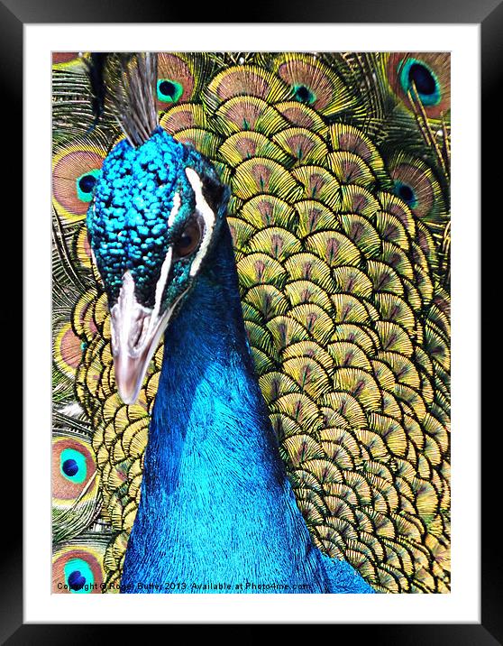 Peacock Closeup Framed Mounted Print by Roger Butler