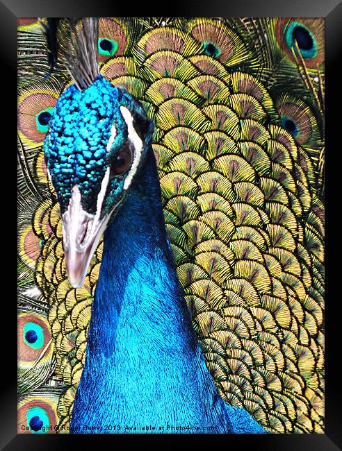 Peacock Closeup Framed Print by Roger Butler