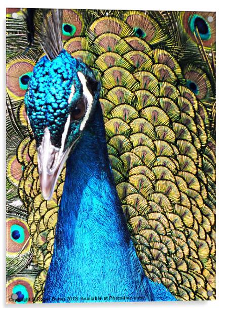 Peacock Closeup Acrylic by Roger Butler