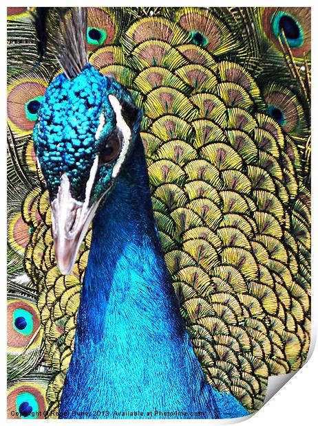 Peacock Closeup Print by Roger Butler