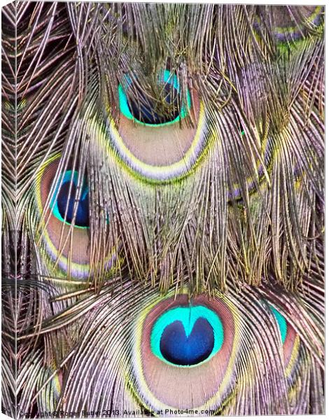 Peacock Tail Abstract Canvas Print by Roger Butler
