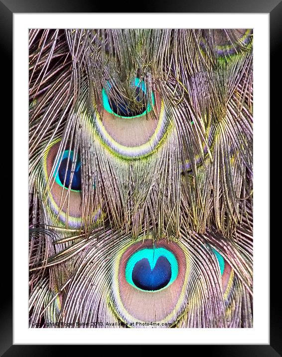 Peacock Tail Abstract Framed Mounted Print by Roger Butler