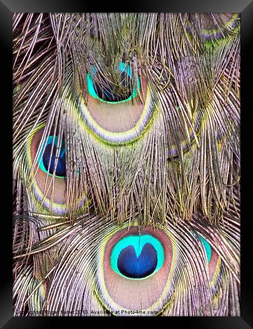Peacock Tail Abstract Framed Print by Roger Butler