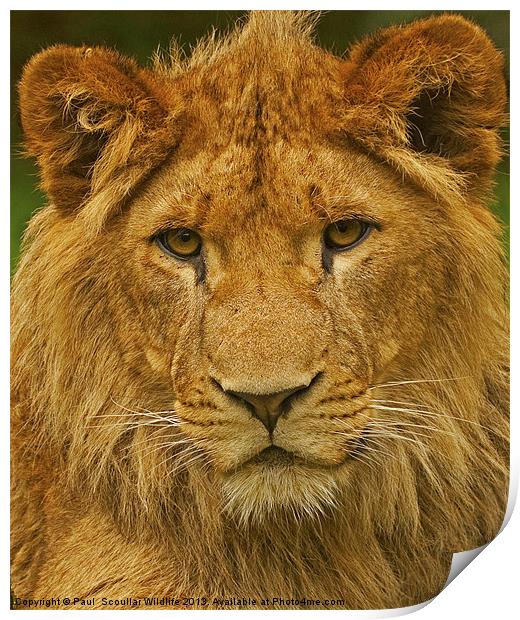 Lion Print by Paul Scoullar