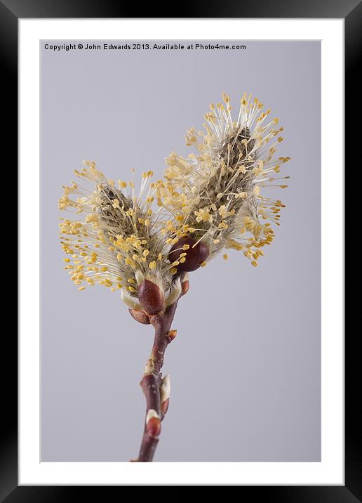 Kilmarnock Willow Catkins Framed Mounted Print by John Edwards