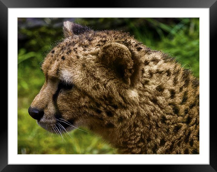 Cheetah (Acinonyx jubatus) Framed Mounted Print by Jay Lethbridge