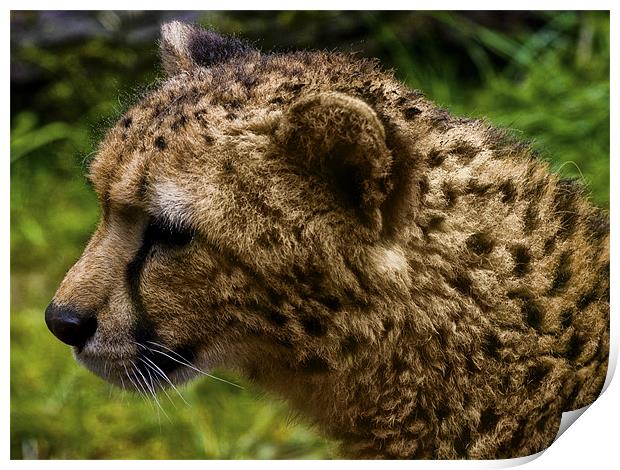 Cheetah (Acinonyx jubatus) Print by Jay Lethbridge
