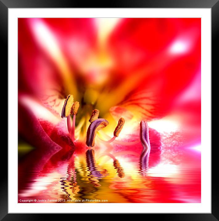 Amaryllis Reflection Framed Mounted Print by Jackie Forrest