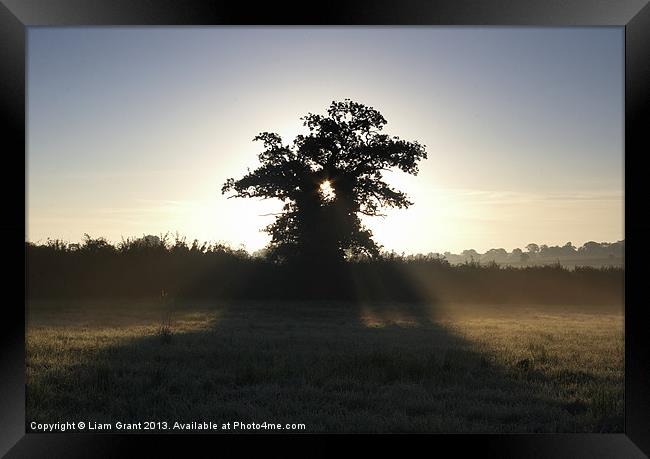 Sunrise Though Tree, South Pickenham, Norfolk Framed Print by Liam Grant