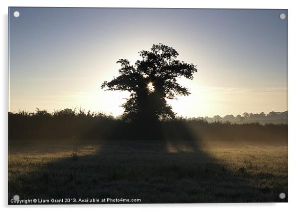 Sunrise Though Tree, South Pickenham, Norfolk Acrylic by Liam Grant