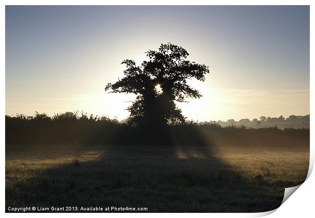 Sunrise Though Tree, South Pickenham, Norfolk Print by Liam Grant