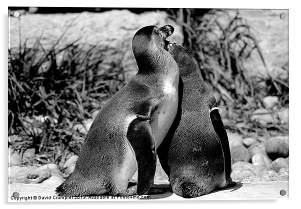 Penguin Lovers Acrylic by David Crumpler