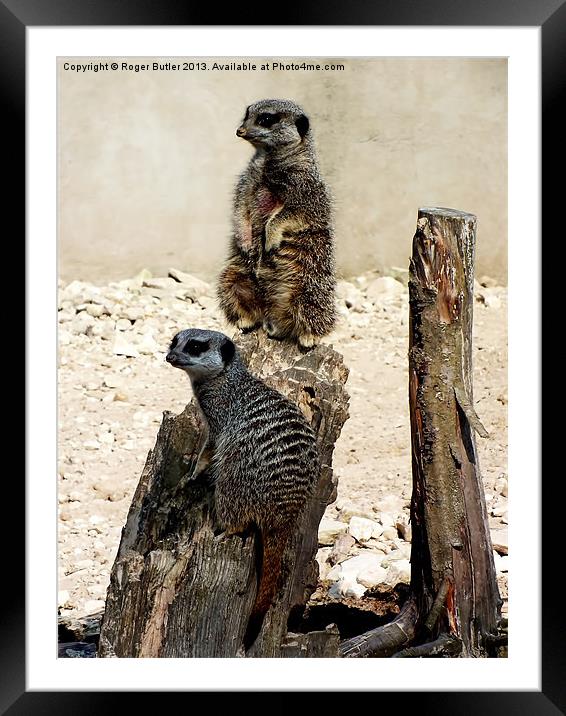 Meerkat Duo Framed Mounted Print by Roger Butler