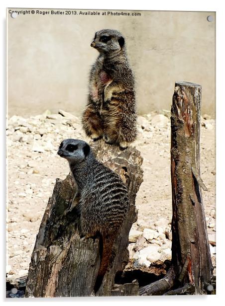 Meerkat Duo Acrylic by Roger Butler
