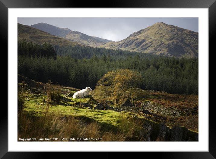 Hafodgwenllian/Lledr Valley/Snowdonia/North Wales Framed Mounted Print by Liam Grant