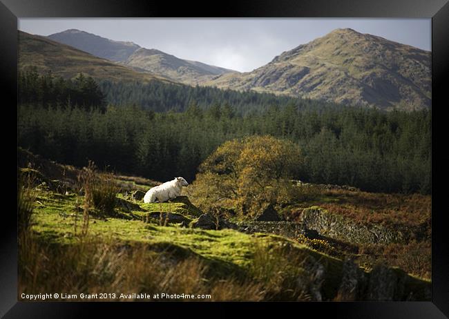 Hafodgwenllian/Lledr Valley/Snowdonia/North Wales Framed Print by Liam Grant
