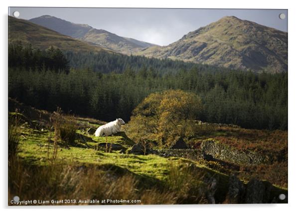 Hafodgwenllian/Lledr Valley/Snowdonia/North Wales Acrylic by Liam Grant