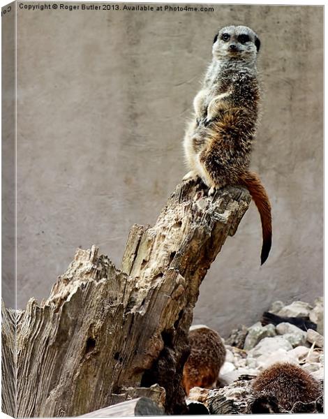 Meerkat Guard Canvas Print by Roger Butler
