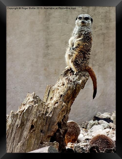 Meerkat Guard Framed Print by Roger Butler