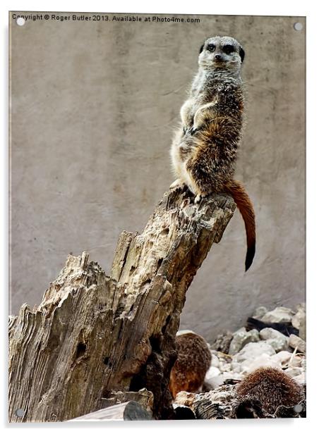 Meerkat Guard Acrylic by Roger Butler