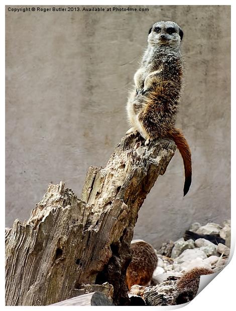 Meerkat Guard Print by Roger Butler