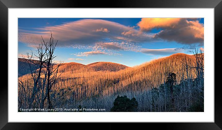 The Burnt Forest Framed Mounted Print by Mark Lucey