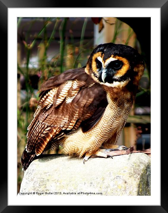 Brown Wood Owl Framed Mounted Print by Roger Butler