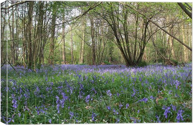 Bluebell Wood Canvas Print by Ursula Keene