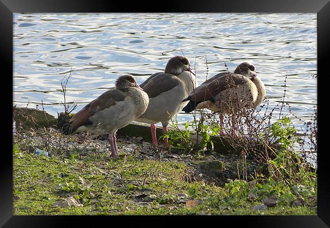 Three Egyptian Geese Framed Print by Ursula Keene