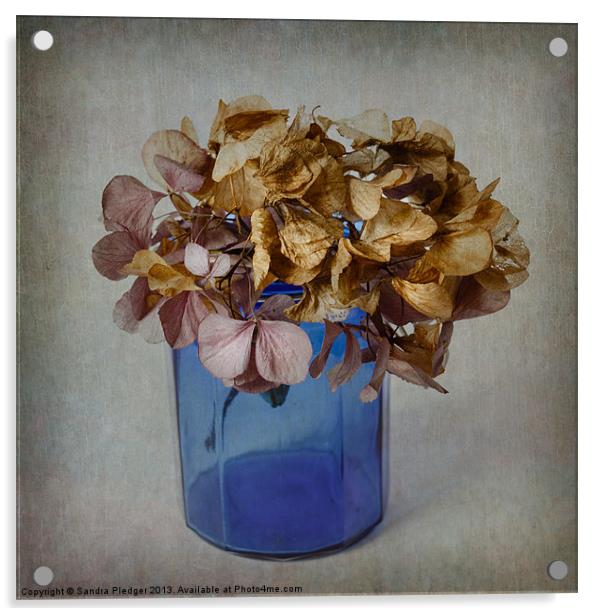 Hydrangea Acrylic by Sandra Pledger
