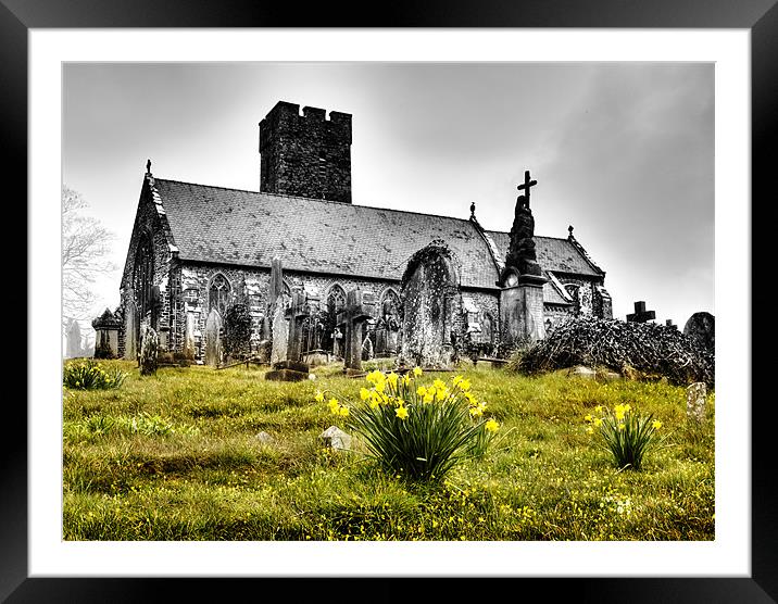 Daffodils in bloom Framed Mounted Print by Simon West