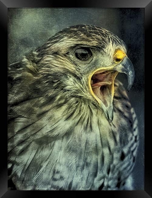 Call Of The Wild Framed Print by clint hudson