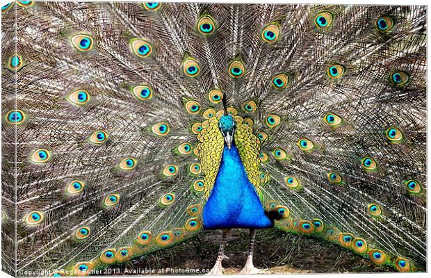 Peacock Breeding Display Canvas Print by Roger Butler