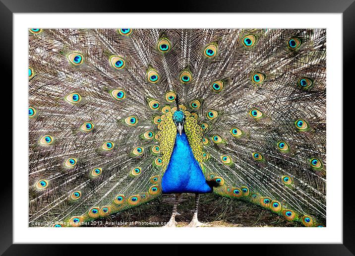 Peacock Breeding Display Framed Mounted Print by Roger Butler