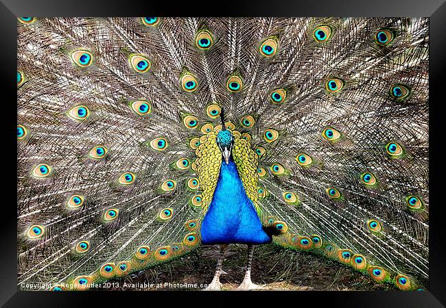 Peacock Breeding Display Framed Print by Roger Butler