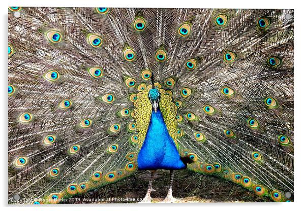 Peacock Breeding Display Acrylic by Roger Butler