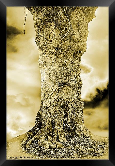 Old Man Tree Framed Print by Christine Lake