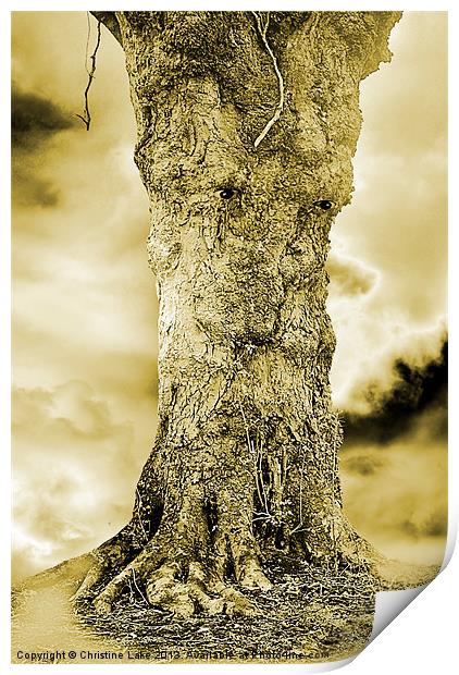 Old Man Tree Print by Christine Lake
