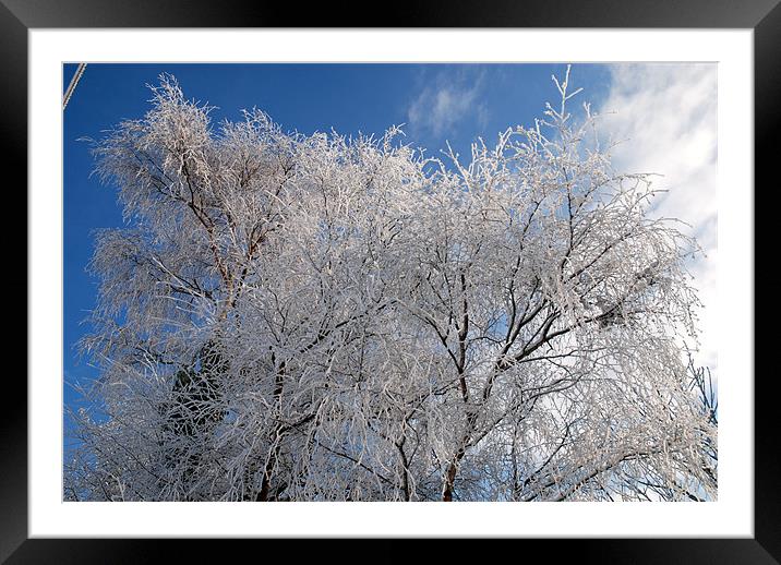 snow covered trees Framed Mounted Print by Lynne Easton