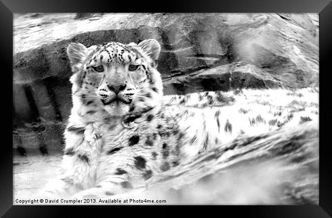 The Happy Snow Leopard Framed Print by David Crumpler