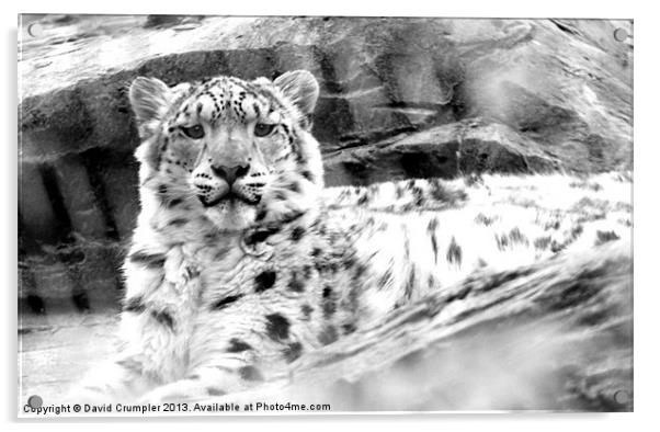 The Happy Snow Leopard Acrylic by David Crumpler