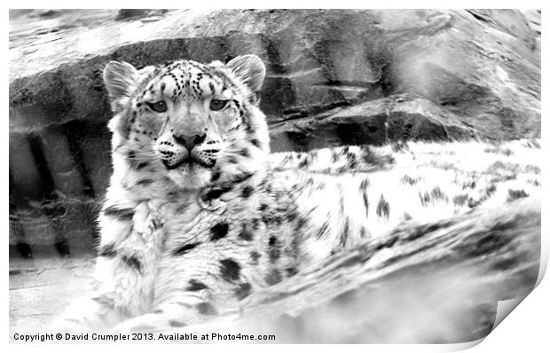 The Happy Snow Leopard Print by David Crumpler