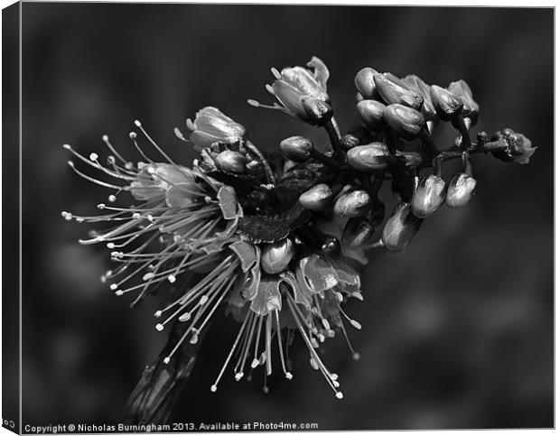 Caesalpinia pulcherrima tropical flower Canvas Print by Nicholas Burningham