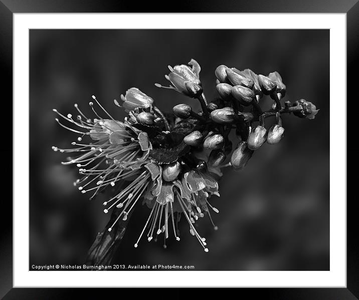Caesalpinia pulcherrima tropical flower Framed Mounted Print by Nicholas Burningham