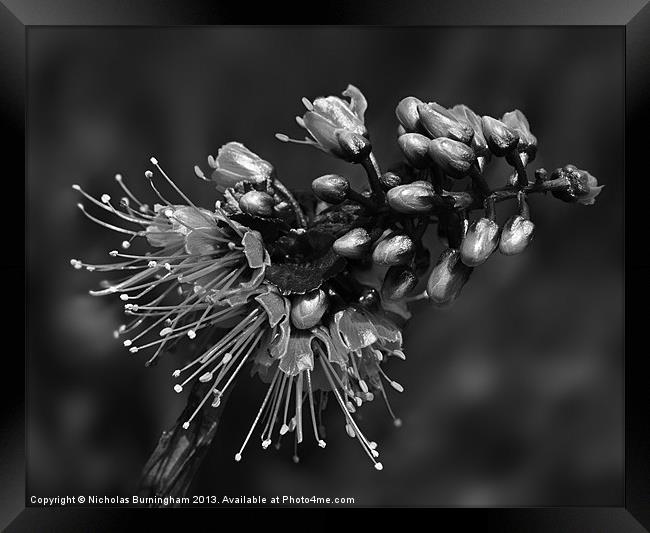 Caesalpinia pulcherrima tropical flower Framed Print by Nicholas Burningham
