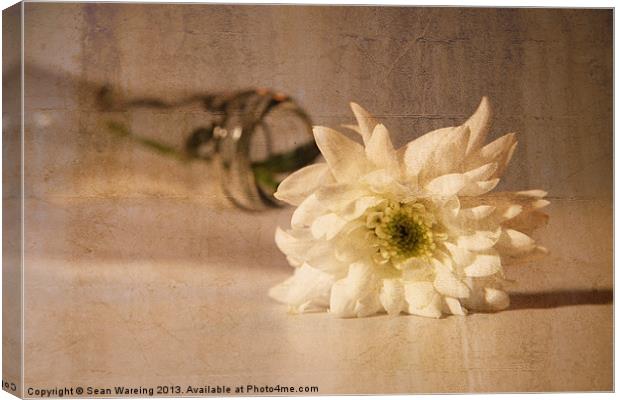 chrysanthemum Canvas Print by Sean Wareing