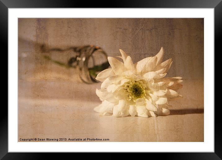 chrysanthemum Framed Mounted Print by Sean Wareing