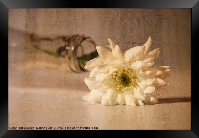 chrysanthemum Framed Print by Sean Wareing