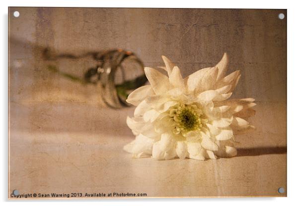 chrysanthemum Acrylic by Sean Wareing