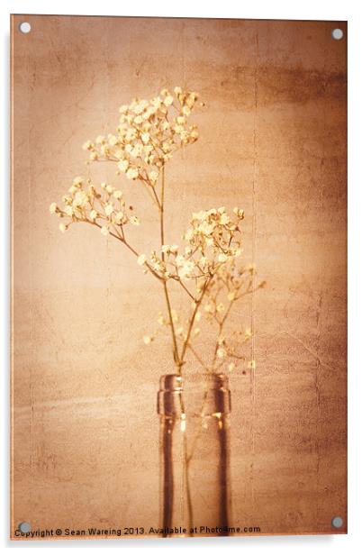Vintage flower Acrylic by Sean Wareing